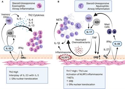 Immunobiology of Steroid-Unresponsive Severe Asthma